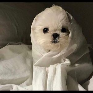 Meet your Posher, Yuwei